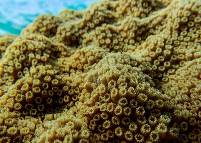 Mountainous star coral.