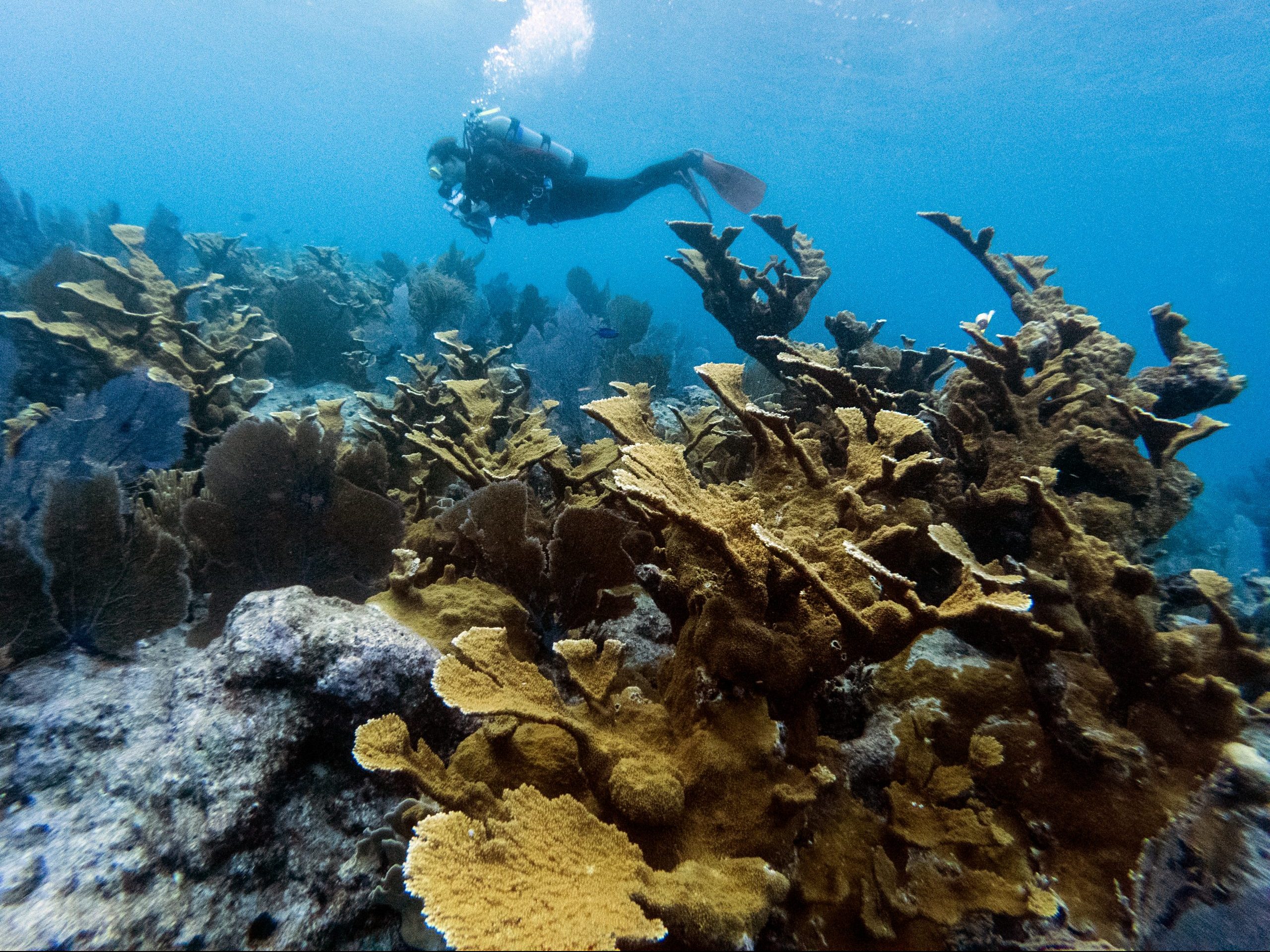 Staghorn coral (Acrophore Cervi ornis), Key Largo, Florida, USA